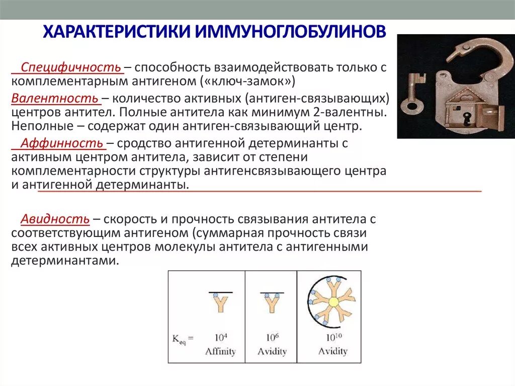 Свойства иммуноглобулинов