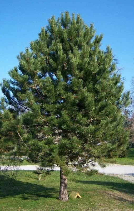 взрослая сосна. сосна банкса банкса. лиственница даурская. сосна обыкновенная на урале. сосна черная нигра.