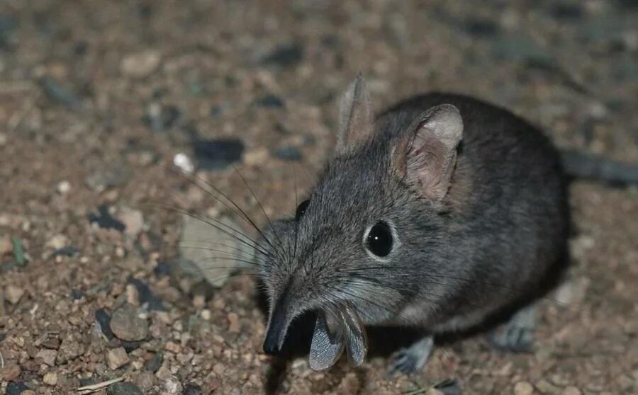 Животные похожие на мышь. Землеройка бурозубка. Мышь землеройка. Мышь бурозубка. Обыкновенная кутора.