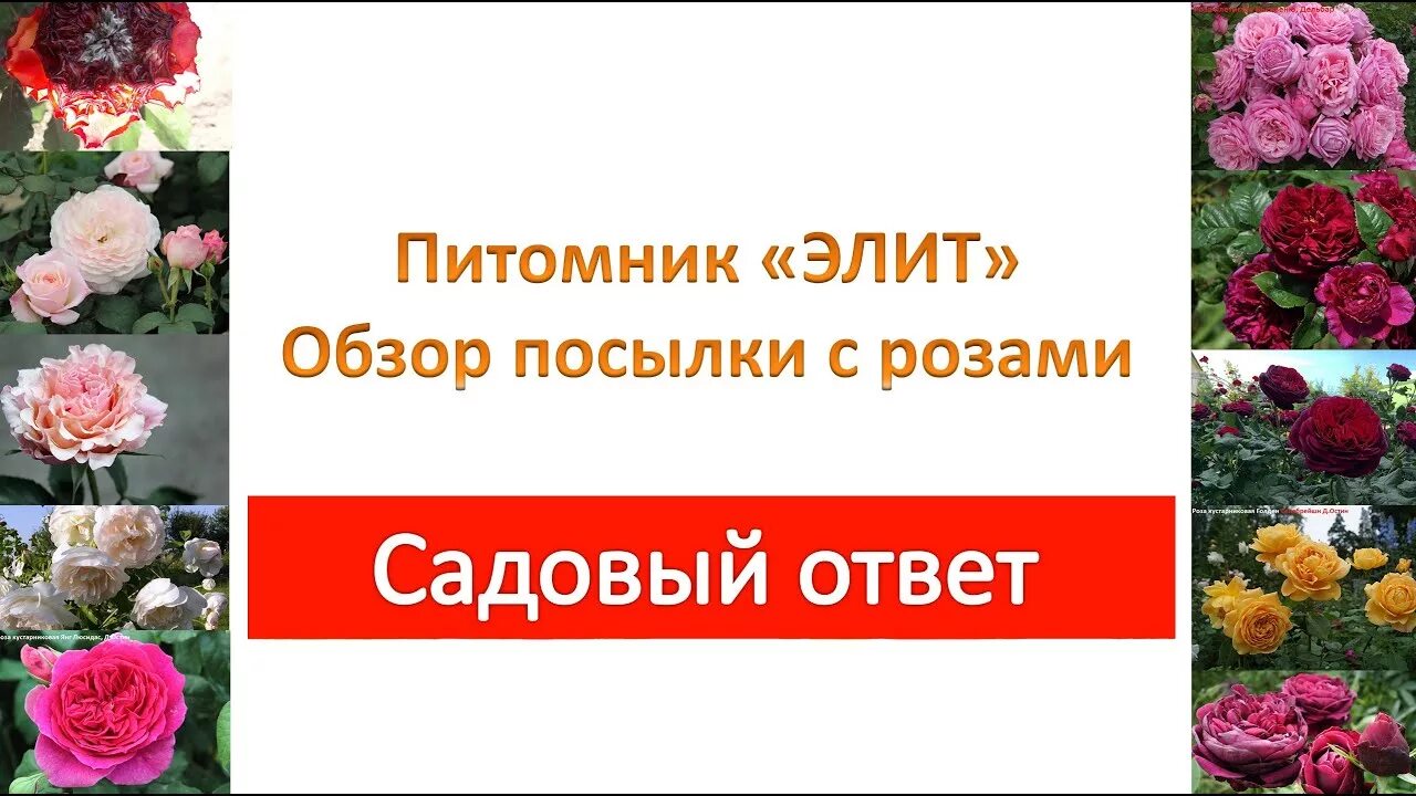 Питомник роз в Краснодарском крае Элит. Питомник саженцев роз Элит. Краснодарские питомники роз.