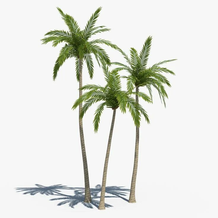 Palms set