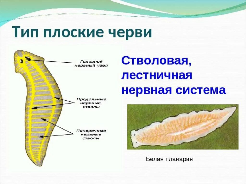 Плоские черви нервная система какого типа