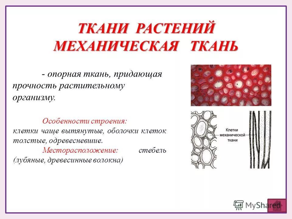 Выполняемые функции механической ткани растений