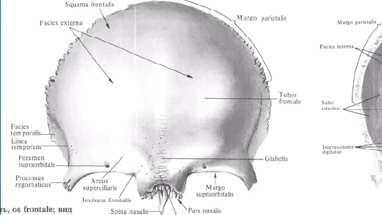 Лобная кость черепа анатомия. Анатомия лобной кости черепа. Лобная кость Синельников. Ямка слезной железы лобной кости.