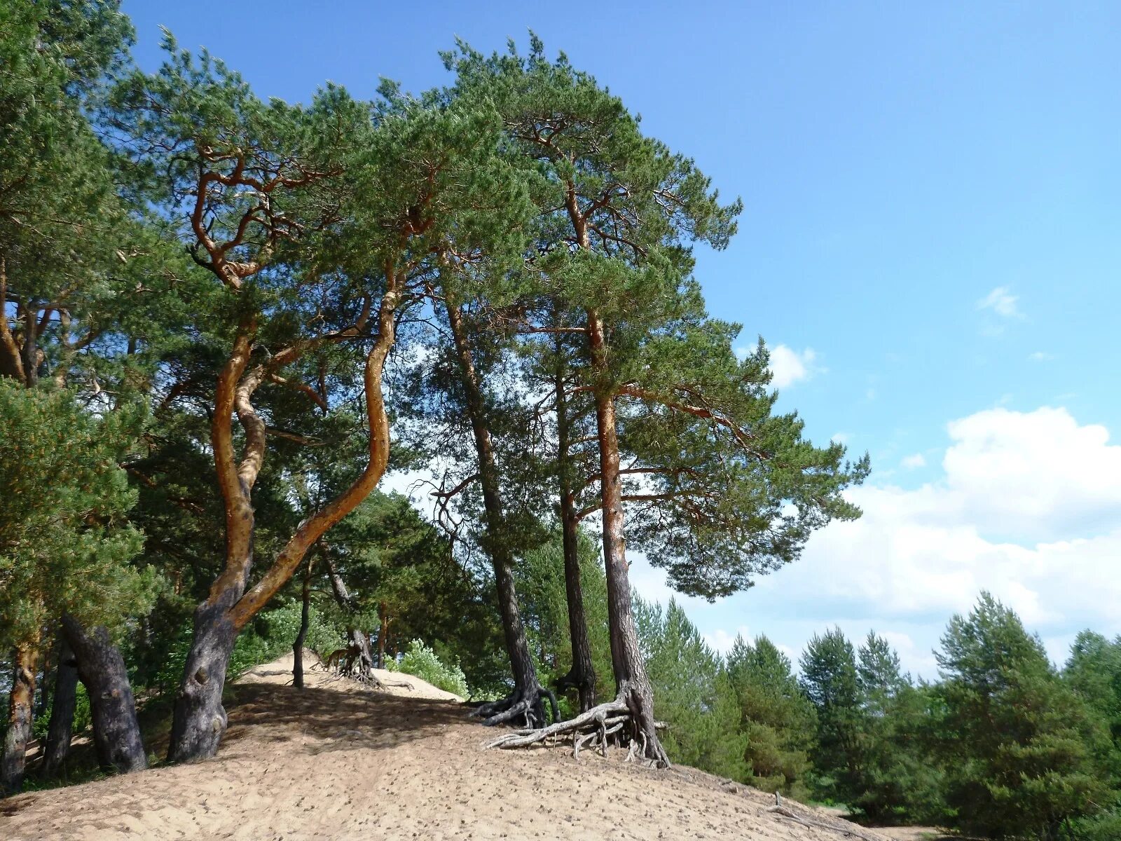 вилли улей ока. река обь сосновый бор берег. сосны на песчаных дюнах воскресенский район. сосновый лес на оке. берег волги сосновый лес углич.