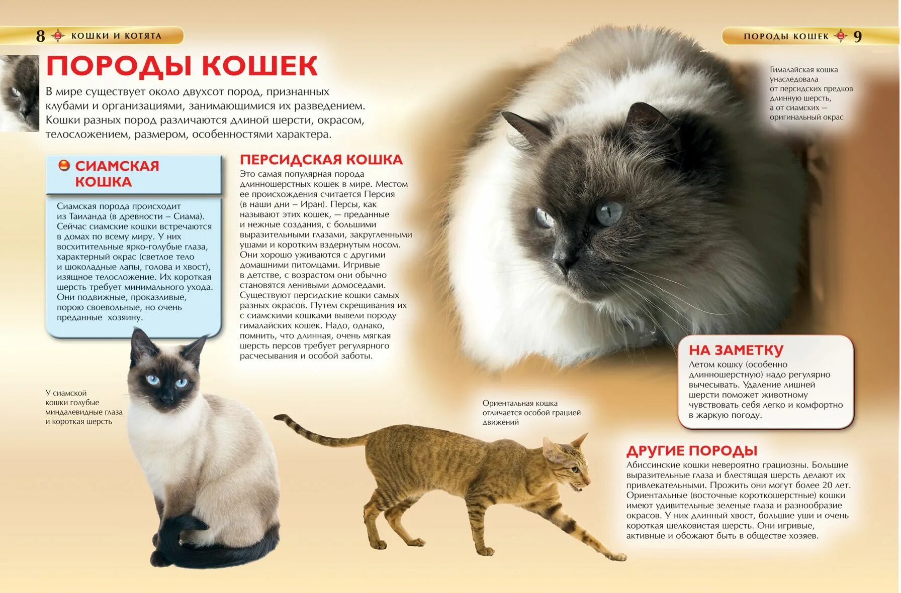 Кошка описание для детей