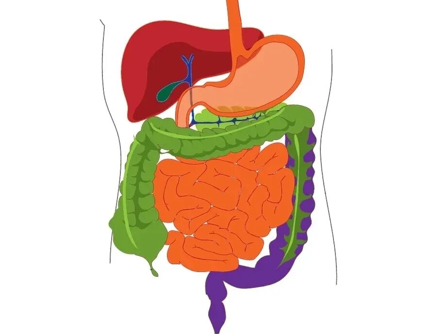 Органы желудок кишечник печень. Пищеварительная система человека. Схема желудочно-кишечного тракта. Желудочно кишечная система человека. Пищеварительная система ЖКТ.
