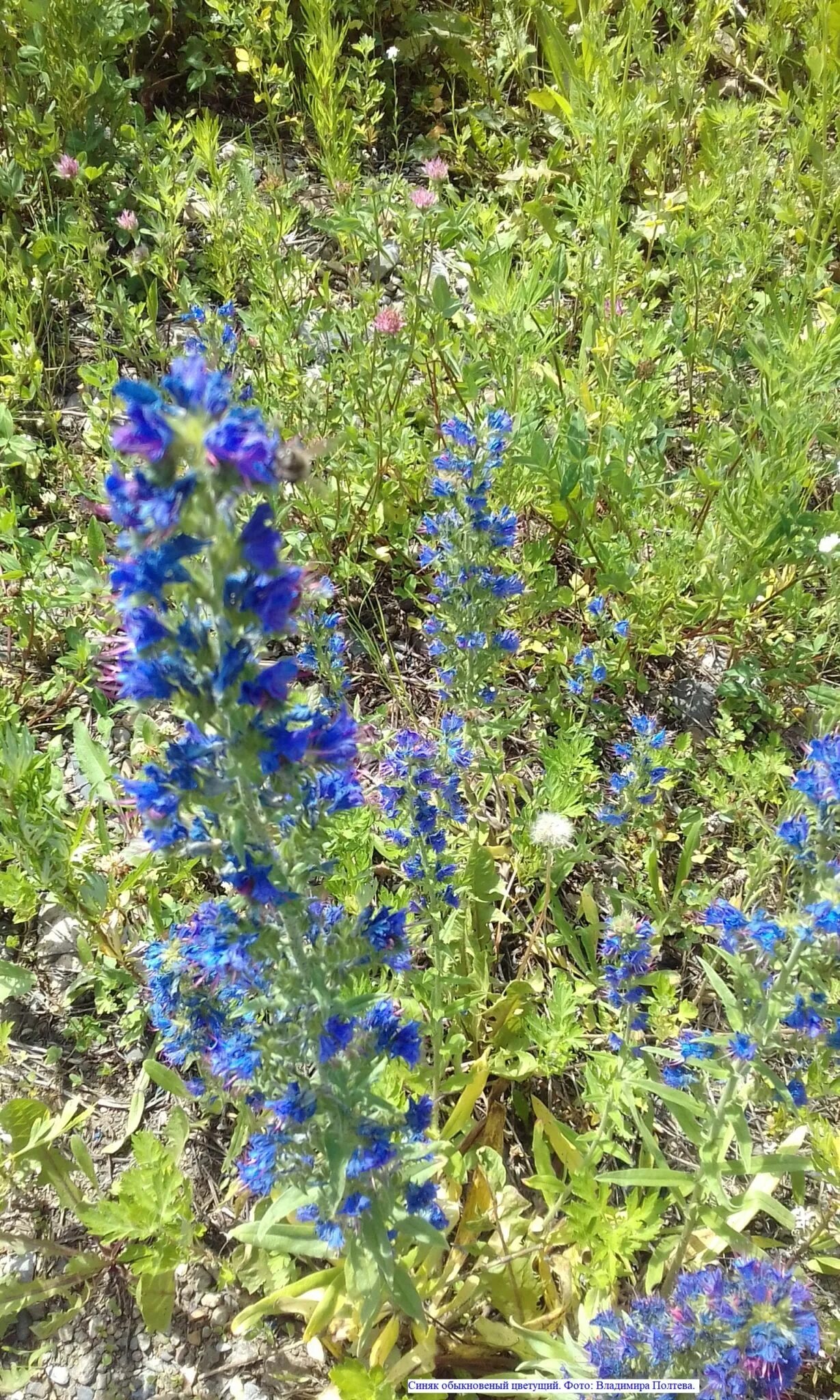 Трава синяк обыкновенный медонос фото. Синяк обыкновенный— echium vulgare l.. синяк подорожниковый (echium plantagineum). синяк обыкновенный (воловик гадючий). синяк медонос.