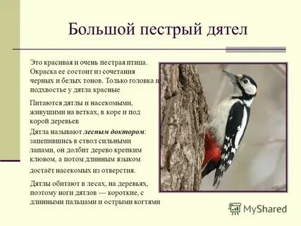 Песни группы дятлы