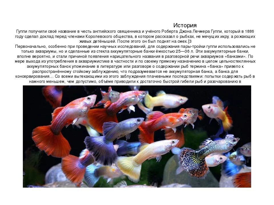 Гуппи аквариумные рыбки. Гуппи описание рыбки. Аквариумные рыбки гуппи размножение.
