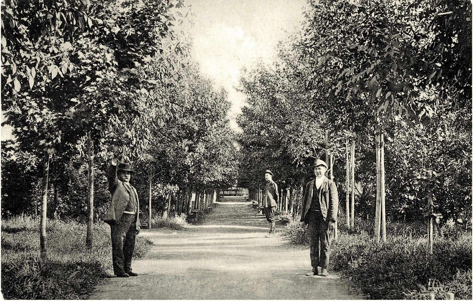 камышин парк комсомольцев добровольцев. причины создания парка кодала. история создания скверов.