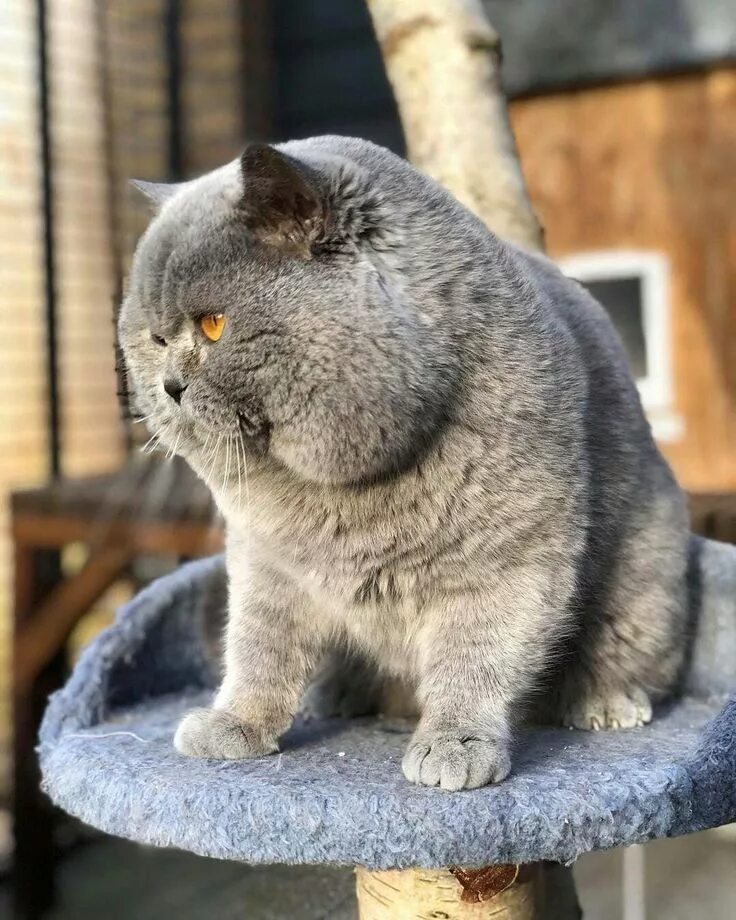 Пин на доске Animals