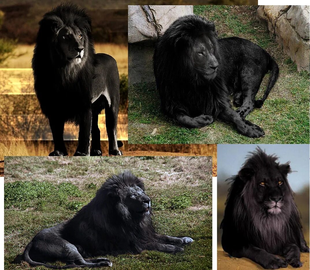 Самый черный лев