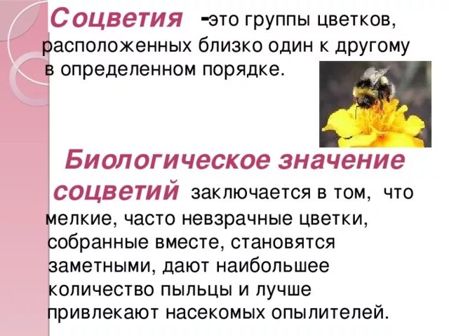Биологическое значение соцветий 6. Биологическая роль соцветий 6 класс. биологические знание соцветий. биологическое значение. соцветия и их биологическое значение.