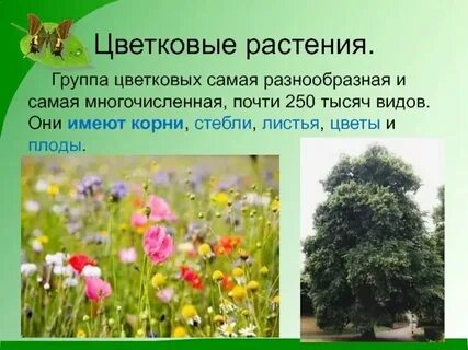 Растения троя