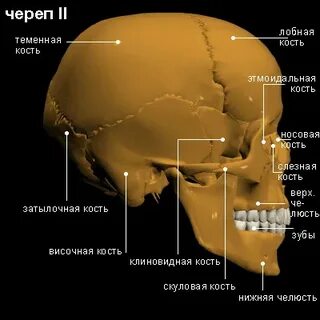 Кости дата