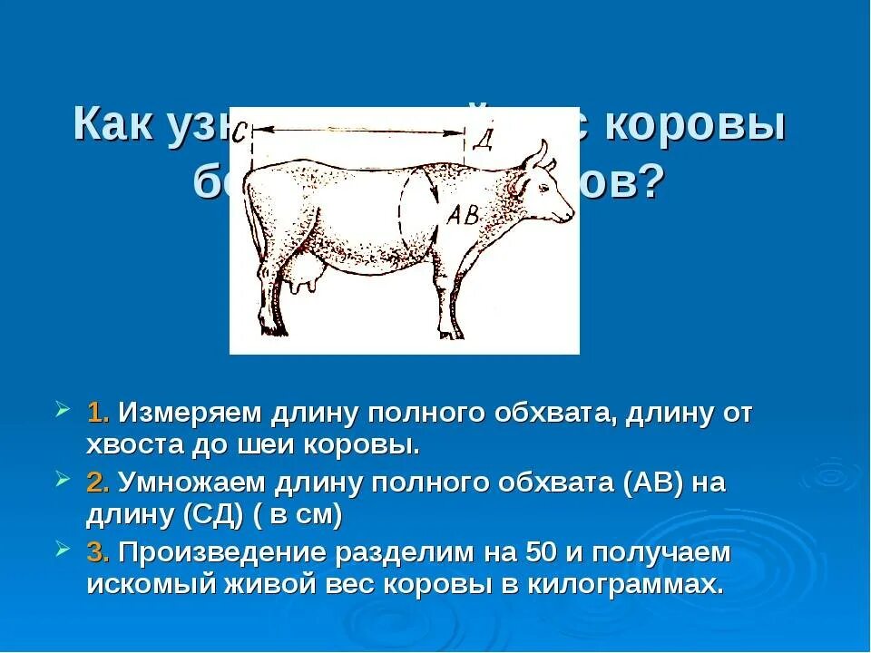 Таблица живого веса крупного рогатого скота. Таблица определения живого веса крупного рогатого скота. Таблица измерения веса коровы. Измерение веса коровы. Таблица быков живой