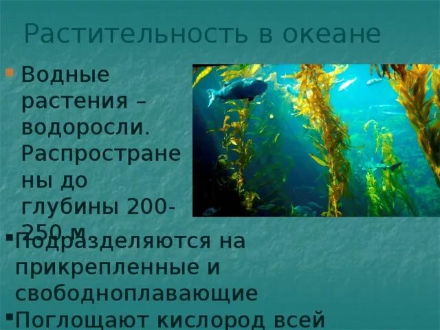 Отсутствие водорослей. Глубина обитания водорослей. Водоросли на глубине. Морские водоросли глубина обитания. Растительный мир океана.