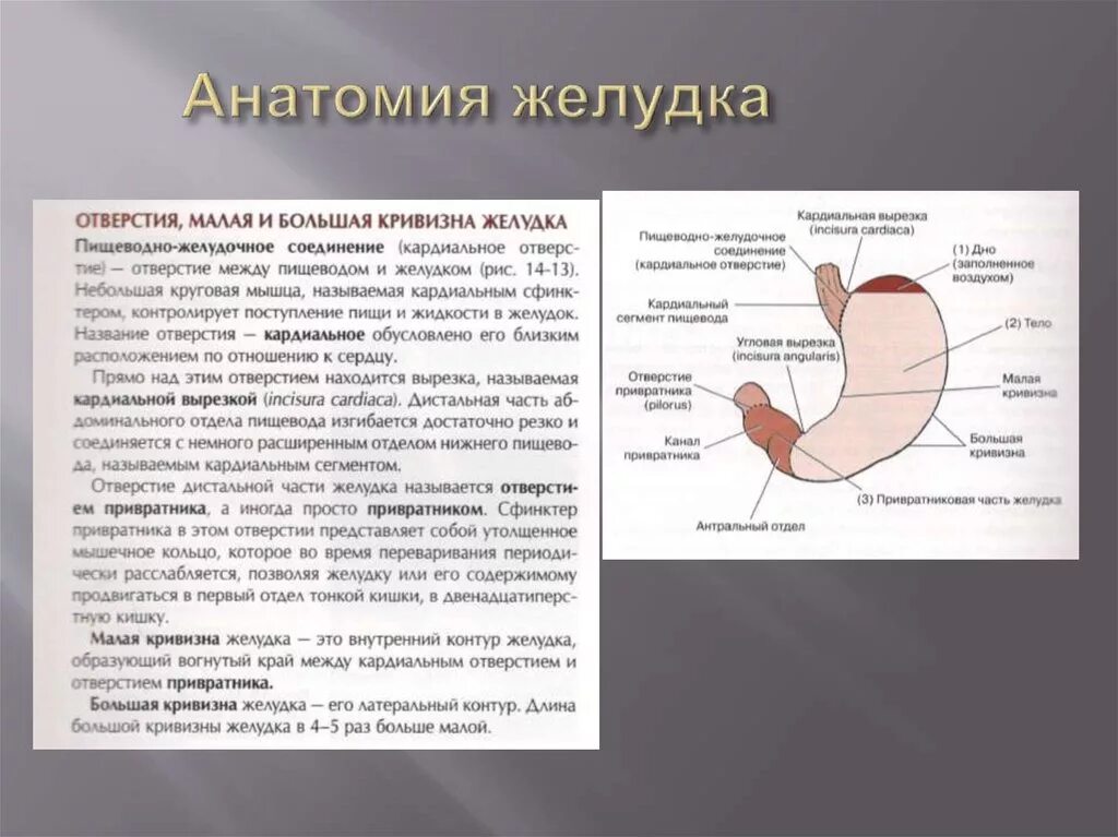 4 части желудка. Преддверие привратника желудка анатомия. Кривизны желудка анатомия. Антрально пилорический отдел желудка. Анатомия желудка антральный отдел.