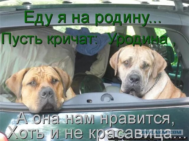 Песня еду я на родину кричат уродина. Песня еду я на родину кричат уродина. Еду я на родину ддт. Песня еду я на родину кричат уродина. Еду я на родину ддт.
