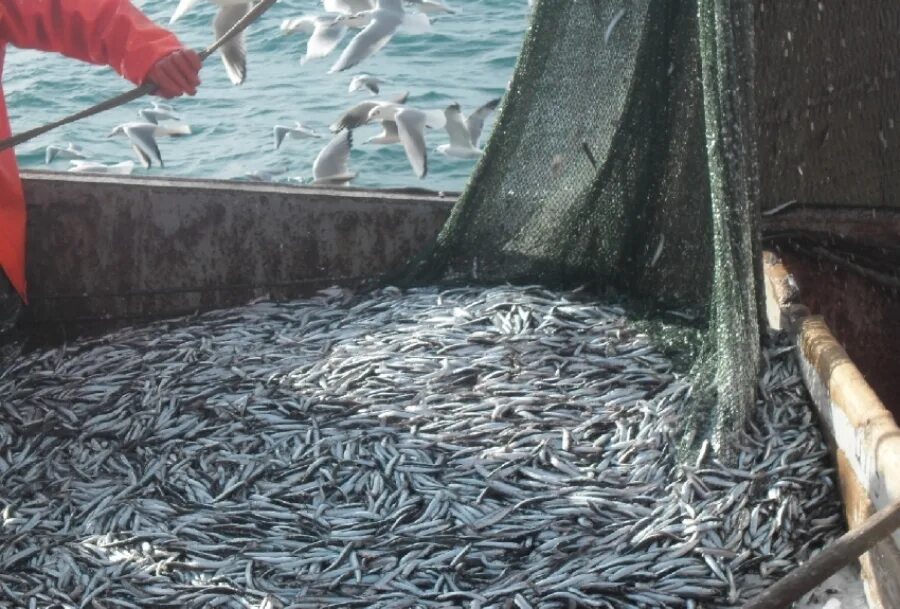 Рыбный промысел в мурманский рыбный порт. Рыболовство. Добыча биологических ресурсов. Добыча биологических ресурсов. Добыча биологических ресурсов.