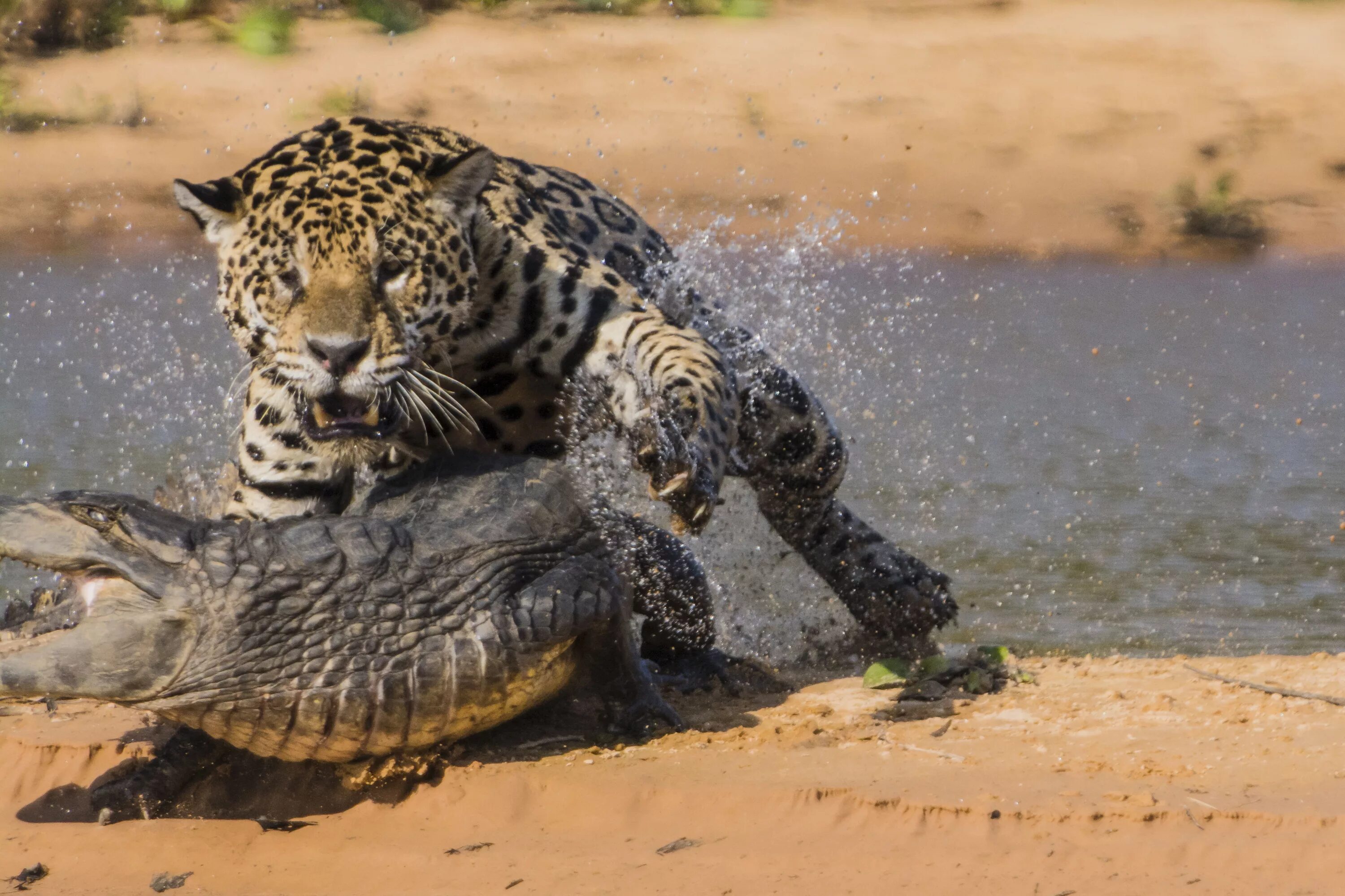 Ягуар охотится на каймана. Ягуар против каймана. Бразилия Ягуар против крокодила. Ягуар охота на каймана.