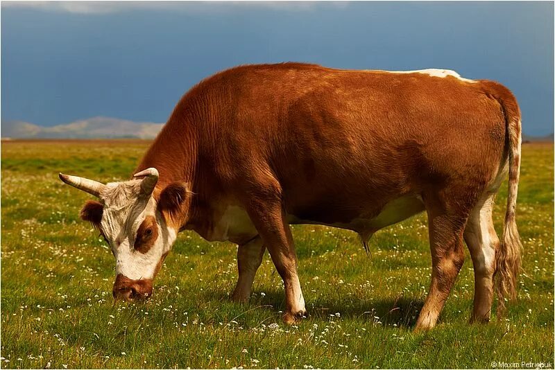 Индийские коровы худые. Индийские коровы худые. Лептоспироз животных симптомы. Стройная корова. Худая корова.