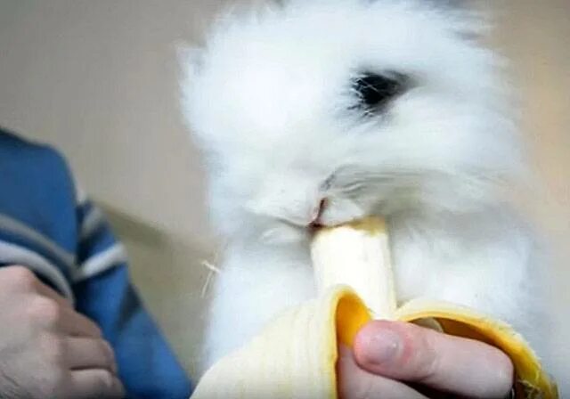 Кожура кроликам. Кролик ест банан. Что едят кролики. Кротик ест банан. Кролик кушает.