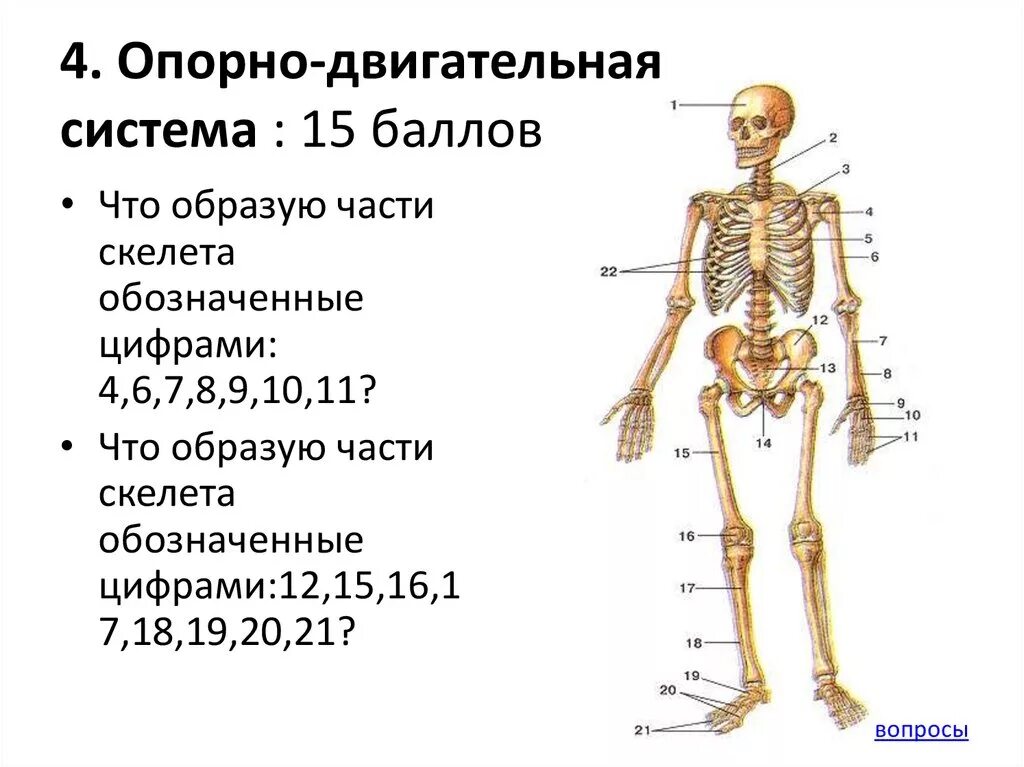 Скелет человека зачет. Биология опорно двигательная система человека скелет. опорно двигательная система скелет человека 8 класс. 8 класс биология тема опорно-двигательная система&quot;.. опорно двигательная система человека 8 класс биология.