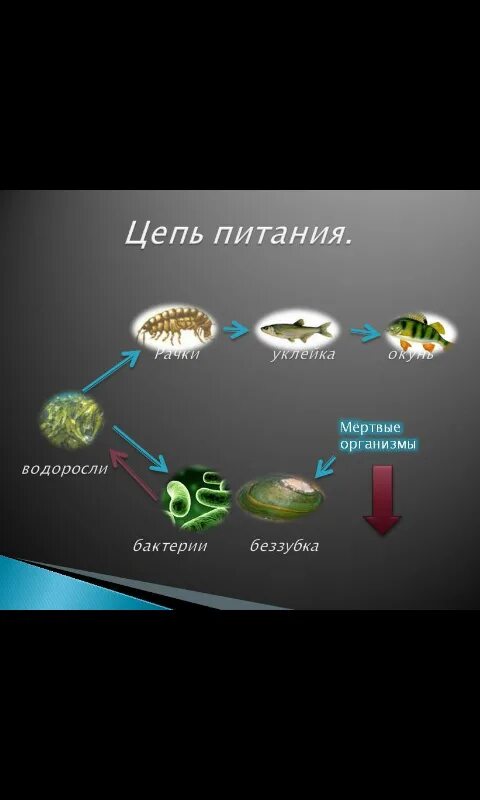 Составить цепь питания водоема 5. Схема цепи питания пресноводного водоема. 3 Цепи питания пресного водоема. Пищевая цепочка. Пищевая цепочка водоема.