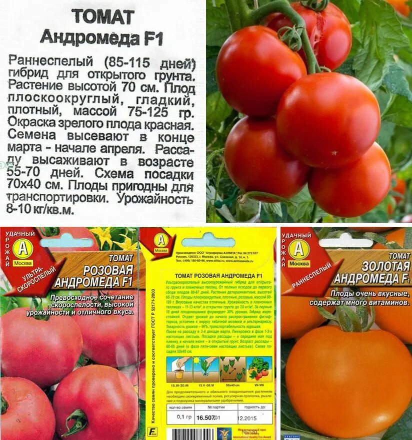 Помидоры ранние описание сорта. Томат томат Андромеда Золотая. Томат Золотая Королева характеристика и описание. Помидор Андромеда f1 описание. Томат настёна f1 характеристика.