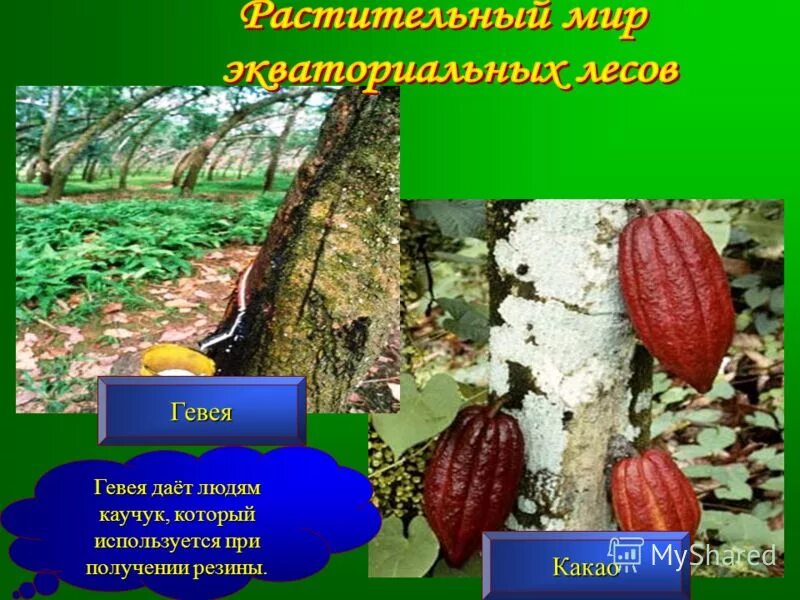 растения влажных экваториальных лесов южной америки. экватор леса южной америки. растения влажных экваториальных лесов южной америки. экваториальный лес. гилея в африке.