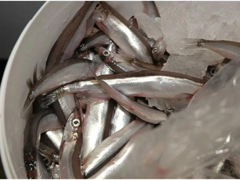 мойва интересные факты. полезная рыба. мойва дальневосточная. вред мойвы для организма человека. мойва рыба мойва.