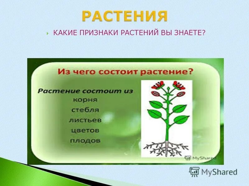 Растения какие симптомы. Насекомоопыляемые растения примеры. Растения какие симптомы. Растения какие симптомы. Признаки цармьва растение.