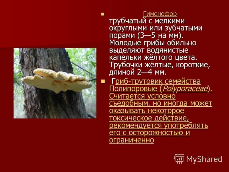 Трутовики трутовики. Строение гриба паразита трутовика. Трутовик и дерево тип взаимоотношений. Мицелий трутовика. Трубчатый гименофор трутовика.