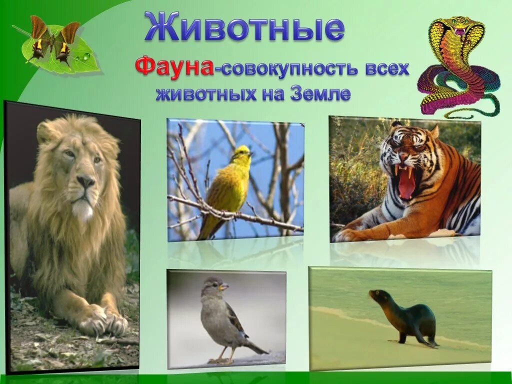 Совокупность животных обитающих на определенной территории. Совокупность животных. совокупность всех животных на планете. совокупность всех животных называют. рисунок совокупность животных.