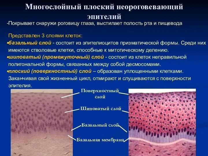 Многослойный плоский неороговевающий эпителий выстилает. Многослойный плоский неороговевающий эпителий функции. Многослойный эпителий строение. Vyjujckjqysq gkjcrbq ytjhjudtdf.OBQ 'HGNKQ.