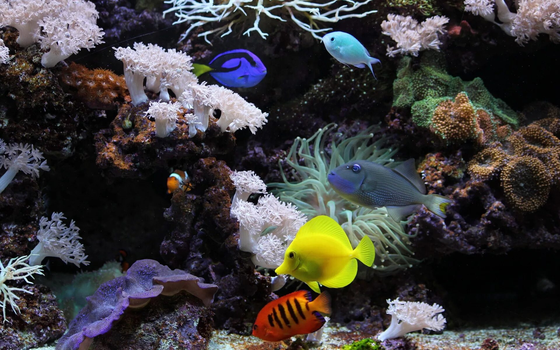Рабочий стол рыбки живые. Живой риф красное море. Красивые морские обитатели. Обитатели морского дна. Морской мир.