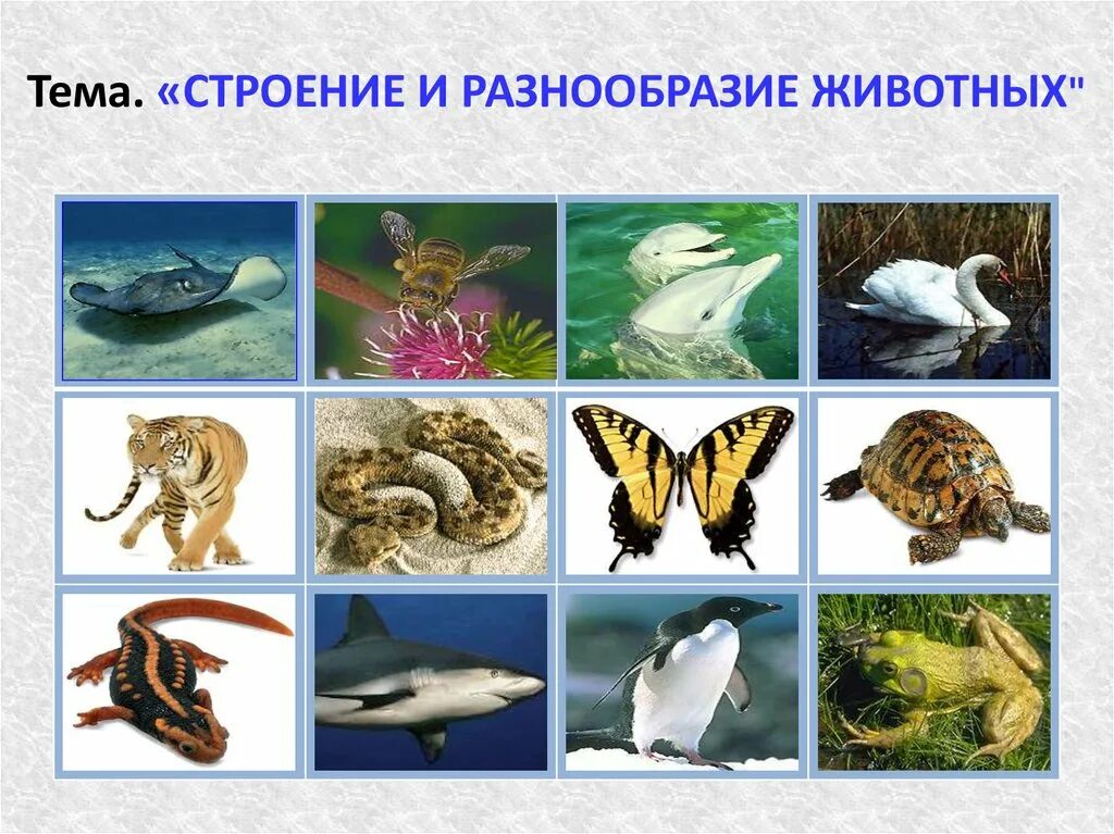 Окружающий мир многообразие животных. Строение и разнообразие животных 3 класс. Разнообразие животных 3 класс. Строение животных для дошкольников. Разнообразие мира животных.