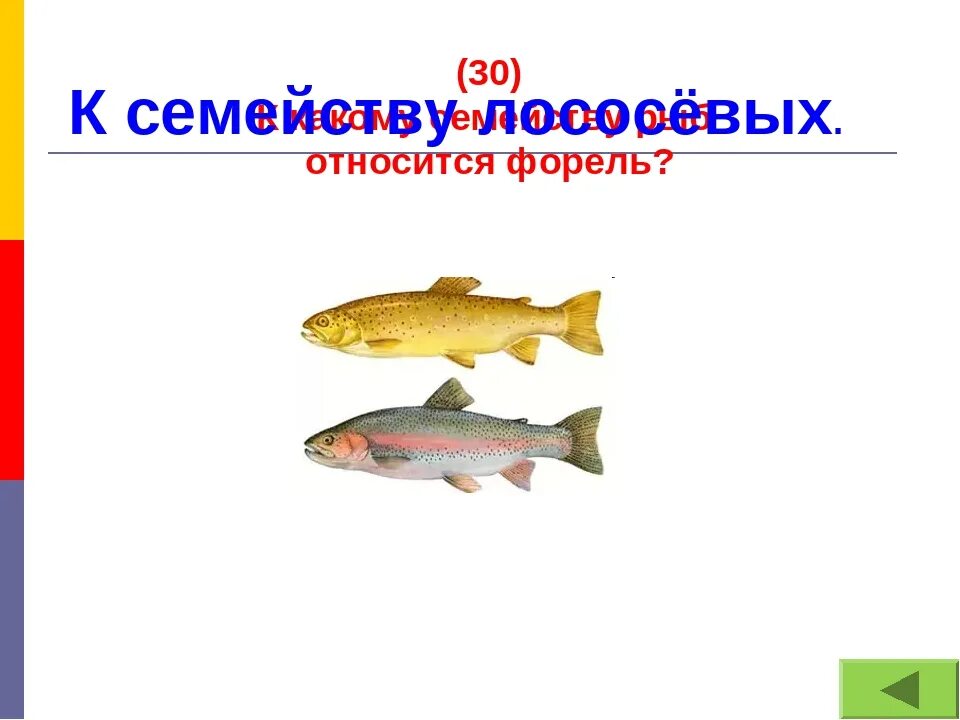 К какому классу относится лосось. Форель презентация. форель к какому семейству относится. лососёвые (семейство). форель к какому семейству рыб относится.