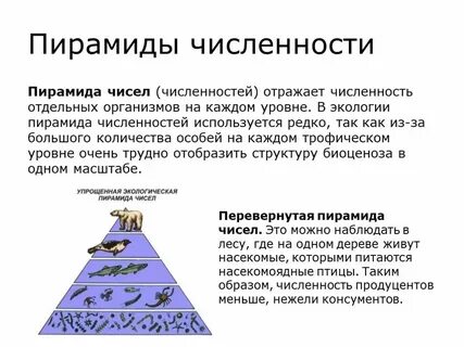 В водных экосистемах перевернутая пирамида почему