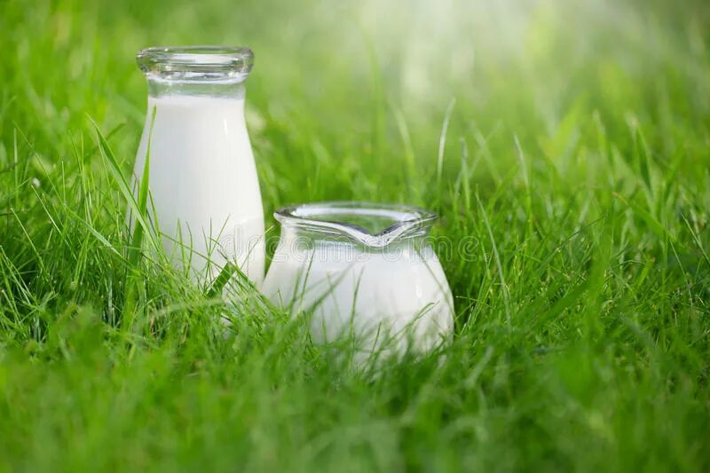 Молоко занявшее первое место. Парное молоко. Молоко на траве. Парное молоко картинки. Молоко стоковые фото.