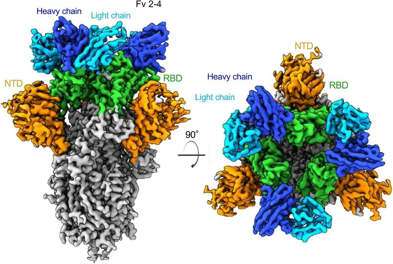 Spike Protein. Covid Spike Protein. Вирус протеина. Antibody structure. Ковид 2 вирус