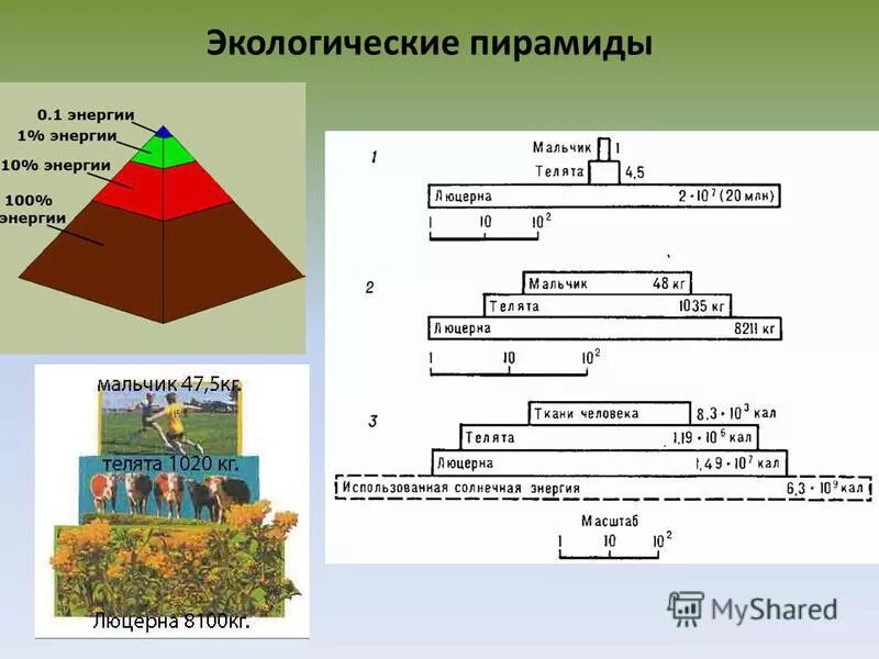 Экологическая пирамида биоценоза