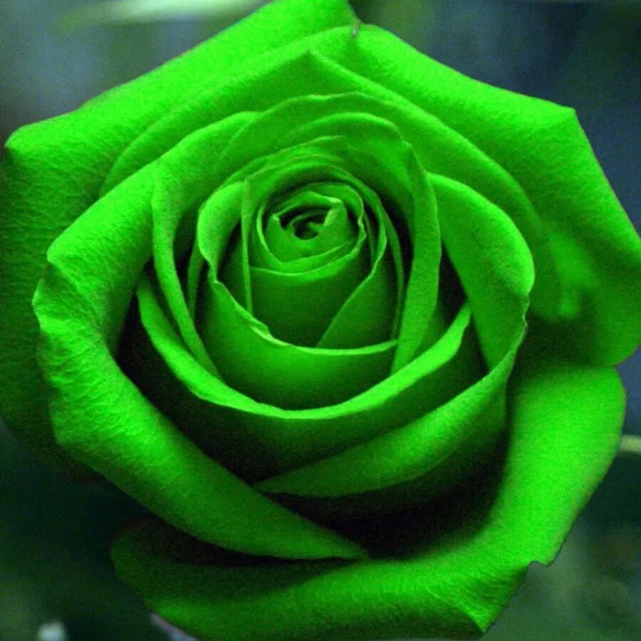 Глазок розы. Зеленые цветы. Салатовые розы. Красивые зелёные оцветы.