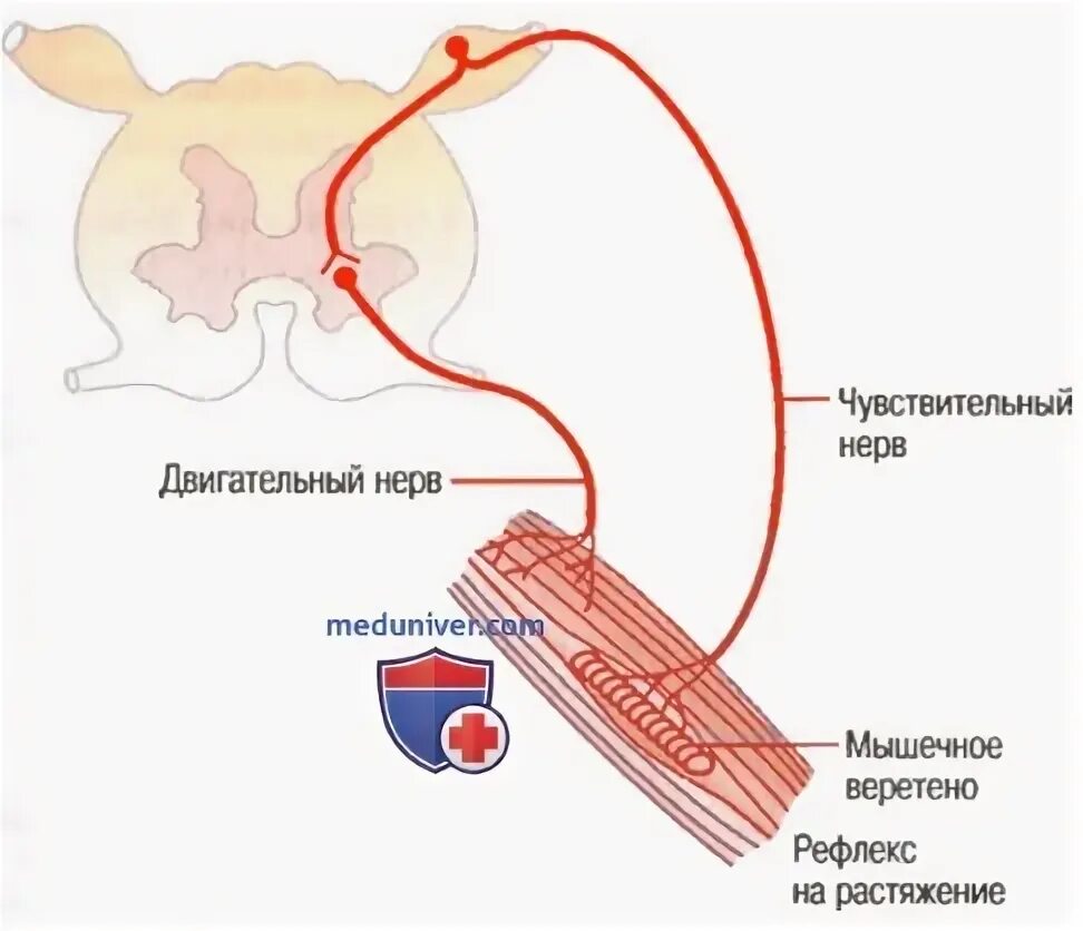 Сгибательный рефлекс физиология. Сгибательный рефлекс механизм. Рефлекс растяжения мышцы. Рефлексы с мышечных веретен.