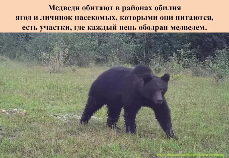 Медведь какую опасность представляет для человека. Где обитают медведи. в какой природной зоне обитает медведь.