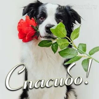Спасибо отправляйте