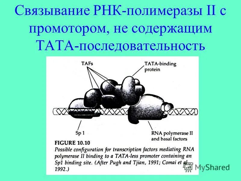 Соединение рнк полимеразы с промотором