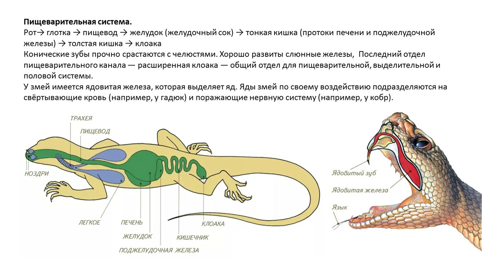 Строение пресмыкающихся или рептилий. Пищеварительная и выделительная система пресмыкающихся. Пищеварительная система пресмыкающихся 7. Пищеварительная система пресмыкающихся рептилий. Строение пищеварительной системы рептилий.